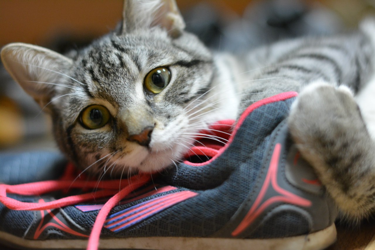 V4RLq dZ6bg - Некоторые работы. Дизайнер полиграфии. Фотограф. Видеомонтажер